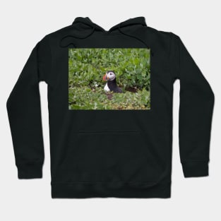 Lonely puffin Hoodie